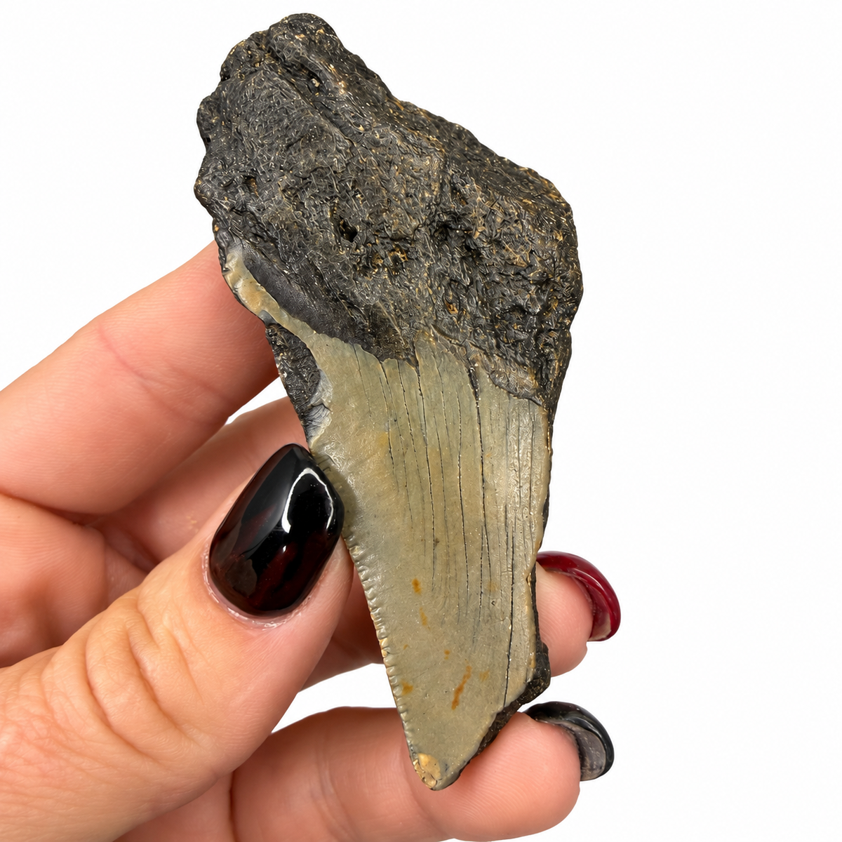 Partial megalodon tooth fossils in black and gray, shown in hand for scale - Magick Souls
