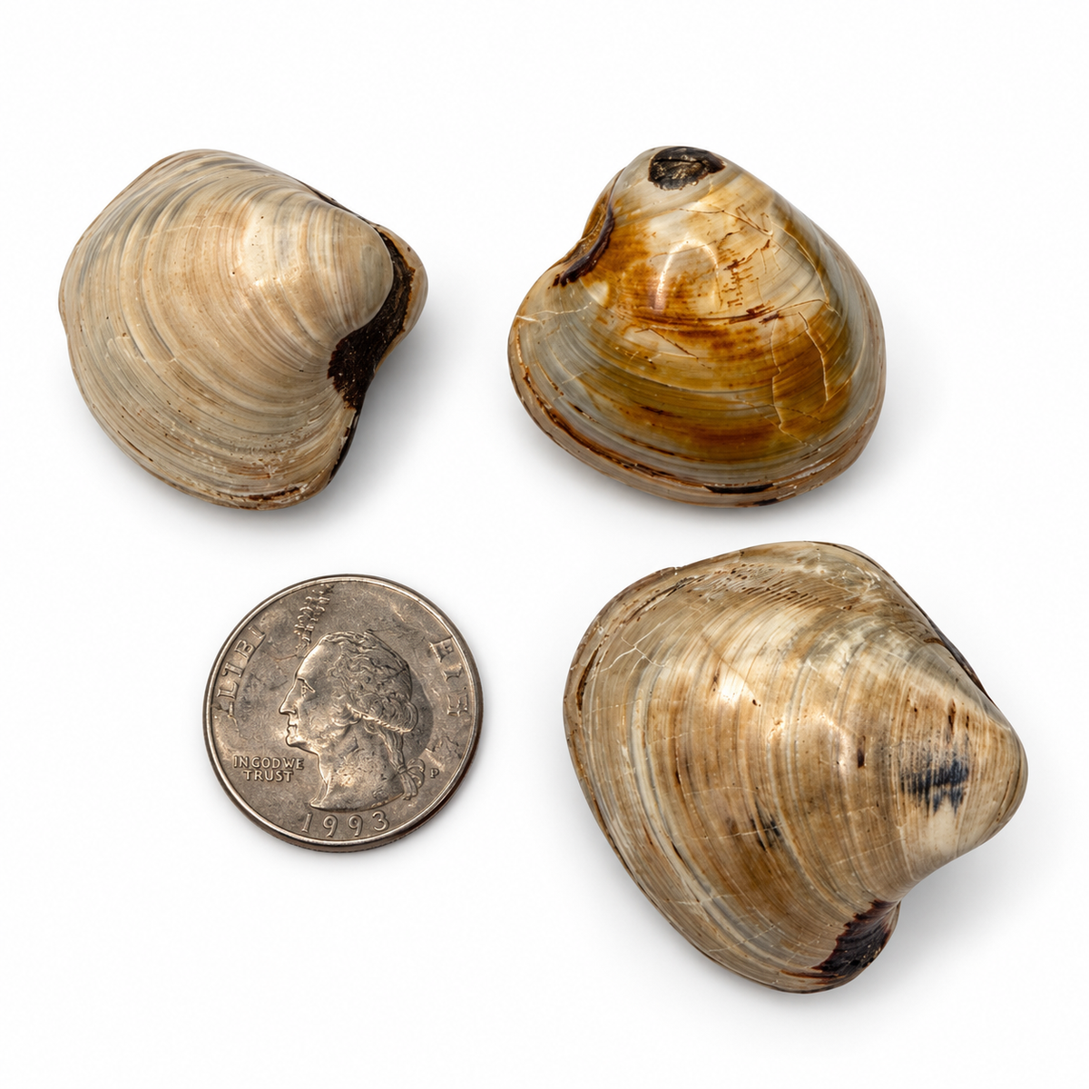 Genuine fossilized bivalve clam shell, alternate view - Magick Souls