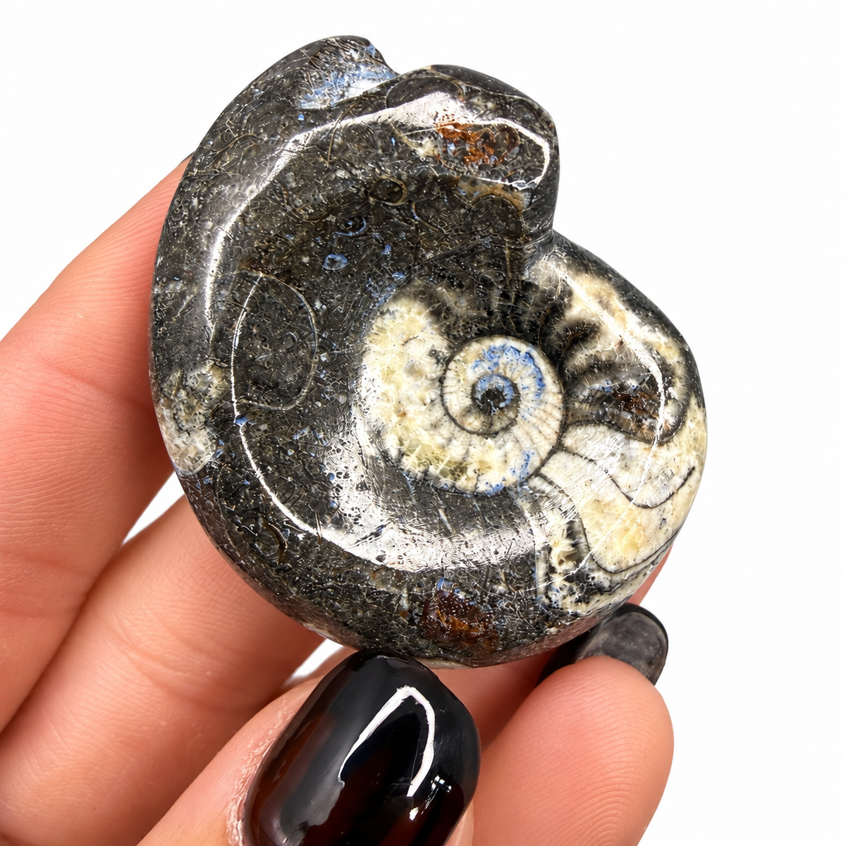 Assorted polished black goniatite spiral fossils - Magick Souls