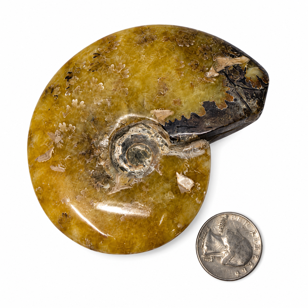 Polished whole ammonite fossil with golden suture patterns next to a quarter for scale - Magick Souls