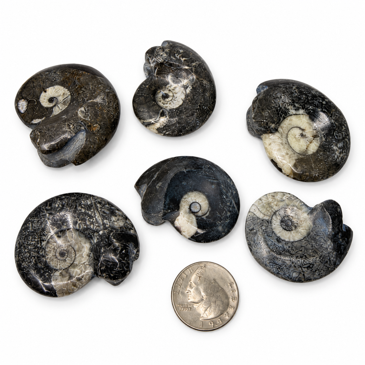 Black goniatite fossil close-up showing white spiral - Magick Souls