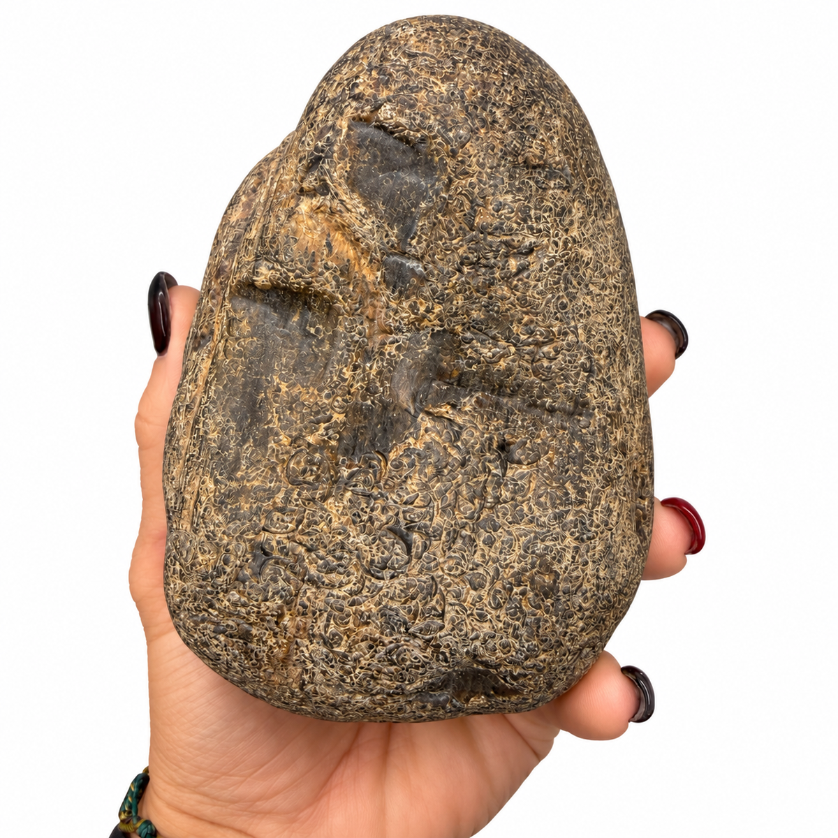 Natural unpolished petrified wood nodule, earthy brown and tan tones - Magick Souls