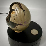 Septarian Druzy Dragon Egg UV Reactive Rocks & Fossils