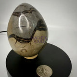 Septarian Druzy Dragon Egg UV Reactive Rocks & Fossils