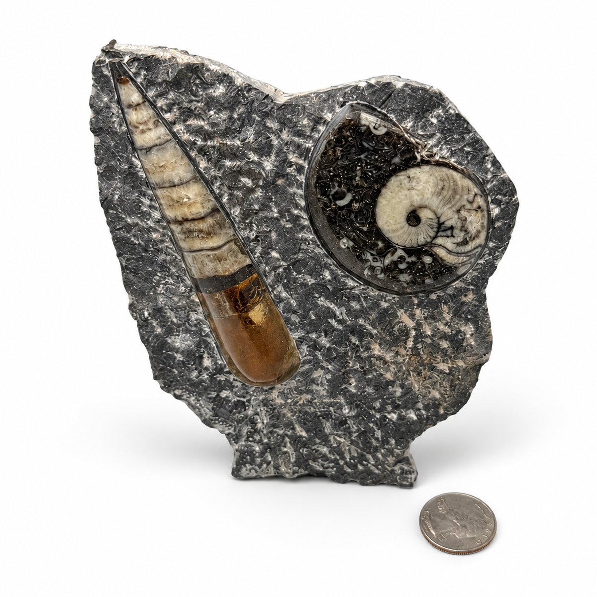 Moroccan fossil sculpture with orthoceras and ammonite, size view - Magick Souls