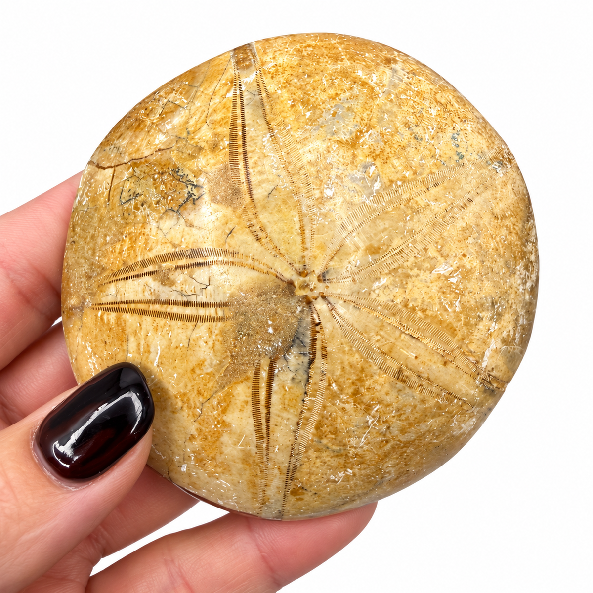 Polished fossil sand dollar with five-petal star pattern next to a quarter for scale - Magick Souls