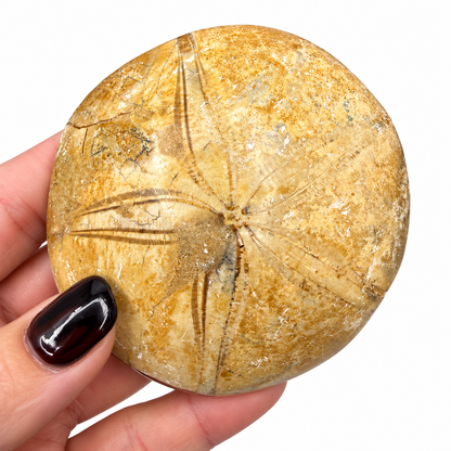 Polished fossil sand dollar with five-petal star pattern next to a quarter for scale - Magick Souls