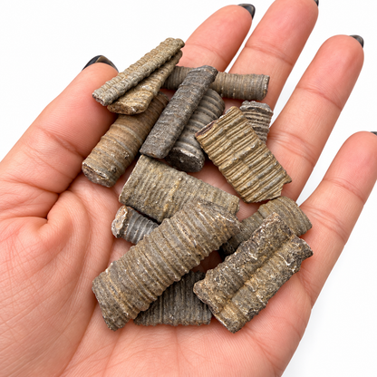 Crinoid stem fossils, ancient sea lily stalk segments with ringed ridges, shown in hand - Magick Souls