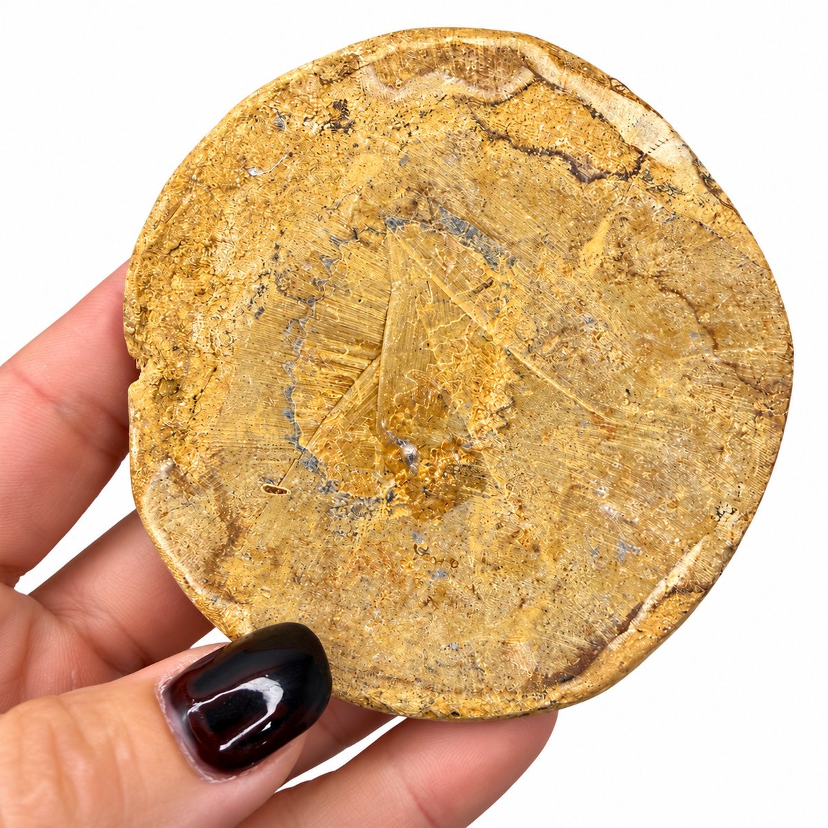 Fossil sand dollar close-up showing petal pore rows - Magick Souls
