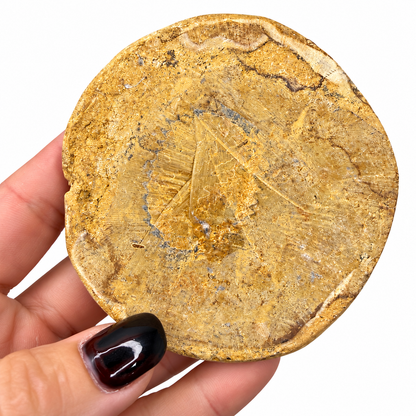 Fossil sand dollar close-up showing petal pore rows - Magick Souls