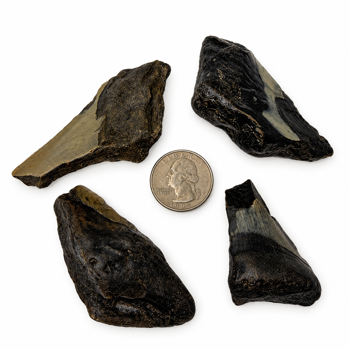 Partial megalodon shark tooth fossil, root and blade view - Magick Souls