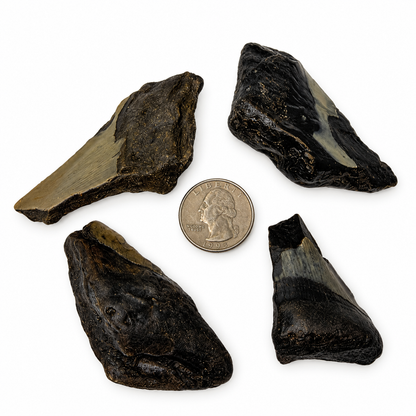Partial megalodon shark tooth fossil, root and blade view - Magick Souls