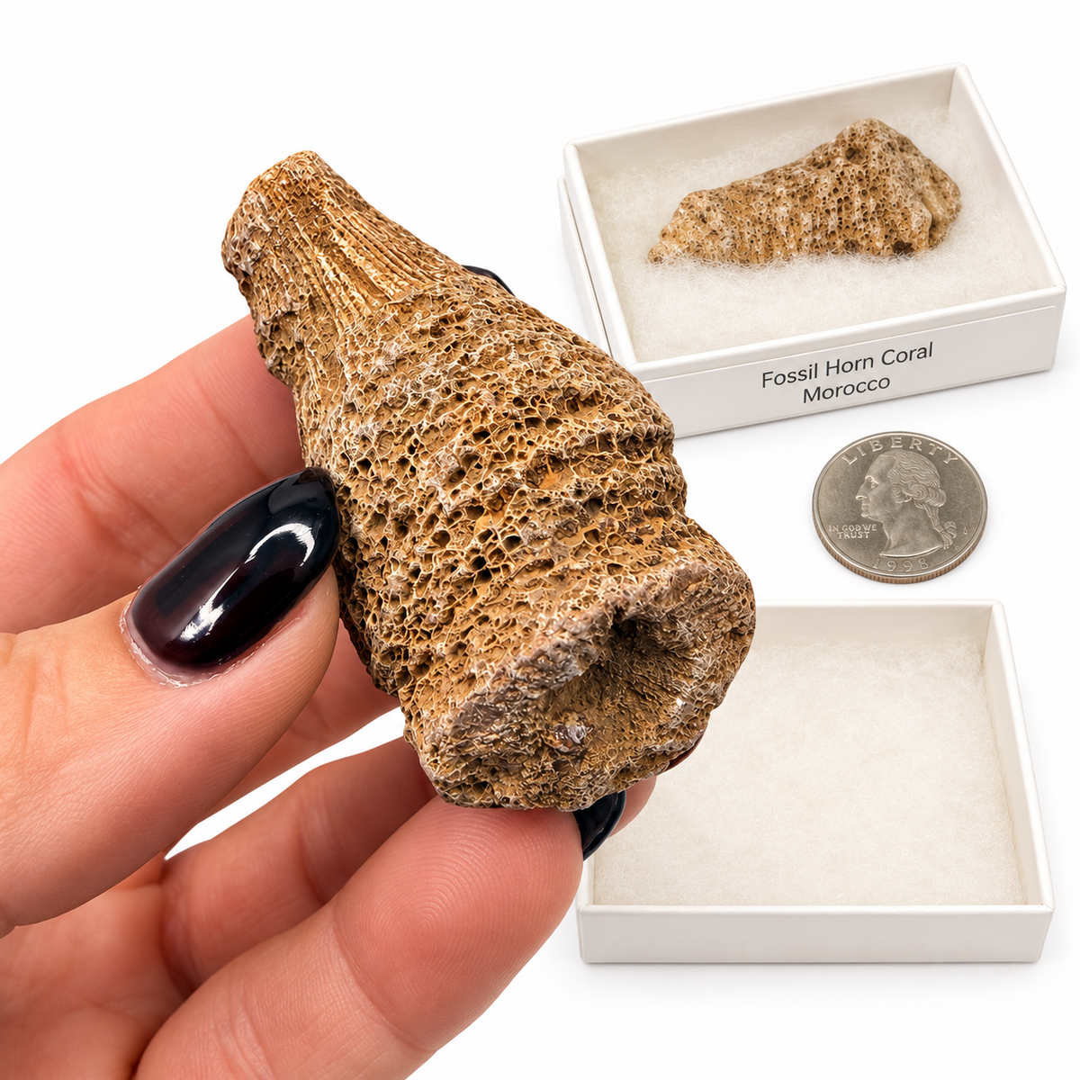 Fossil horn coral from Morocco in white gift box with label - Magick Souls