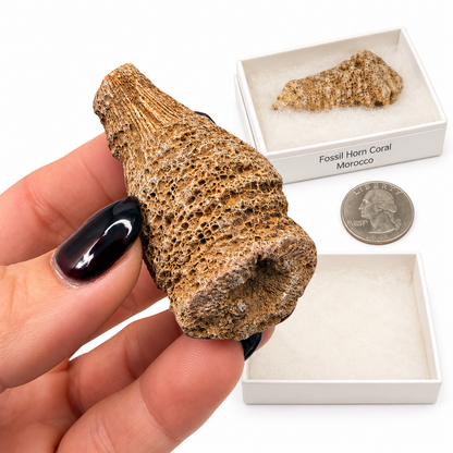 Fossil horn coral from Morocco in white gift box with label - Magick Souls