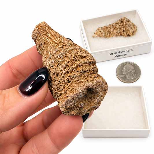 Fossil horn coral from Morocco in white gift box with label - Magick Souls