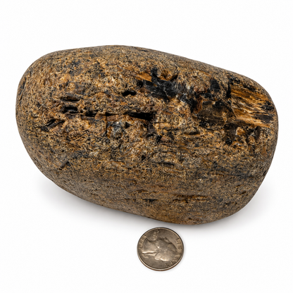 Montana petrified wood specimen, alternate angle - Magick Souls