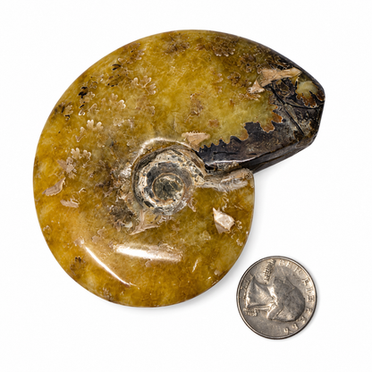 Polished whole ammonite fossil with golden suture patterns next to a quarter for scale - Magick Souls