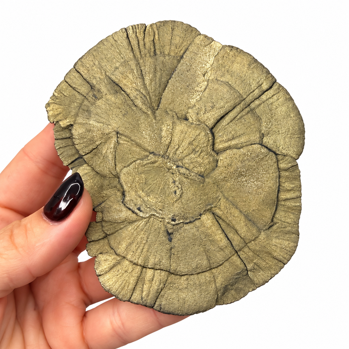 Pyrite sun rosette from Sparta Illinois with overlapping golden sunbursts - Magick Souls