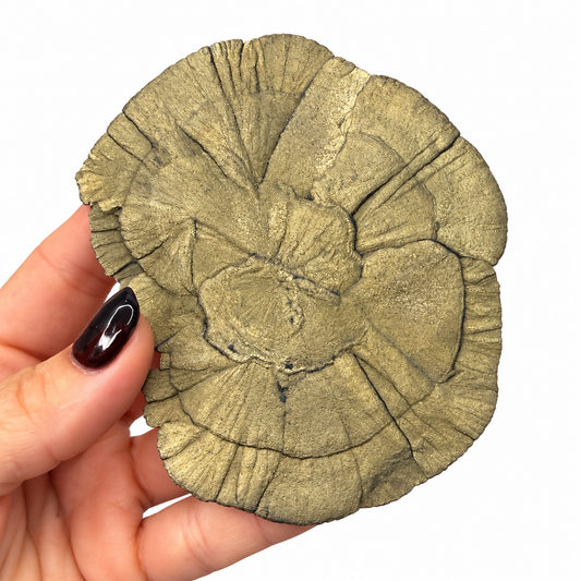 Pyrite sun rosette from Sparta Illinois with overlapping golden sunbursts - Magick Souls