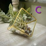 Crystal Air Plant Terrariums