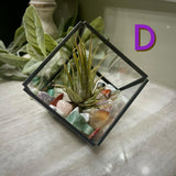 Crystal Air Plant Terrariums