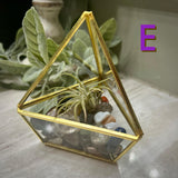 Crystal Air Plant Terrariums