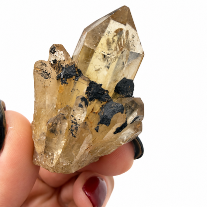 Natural citrine cluster size view with quarter for scale - Magick Souls