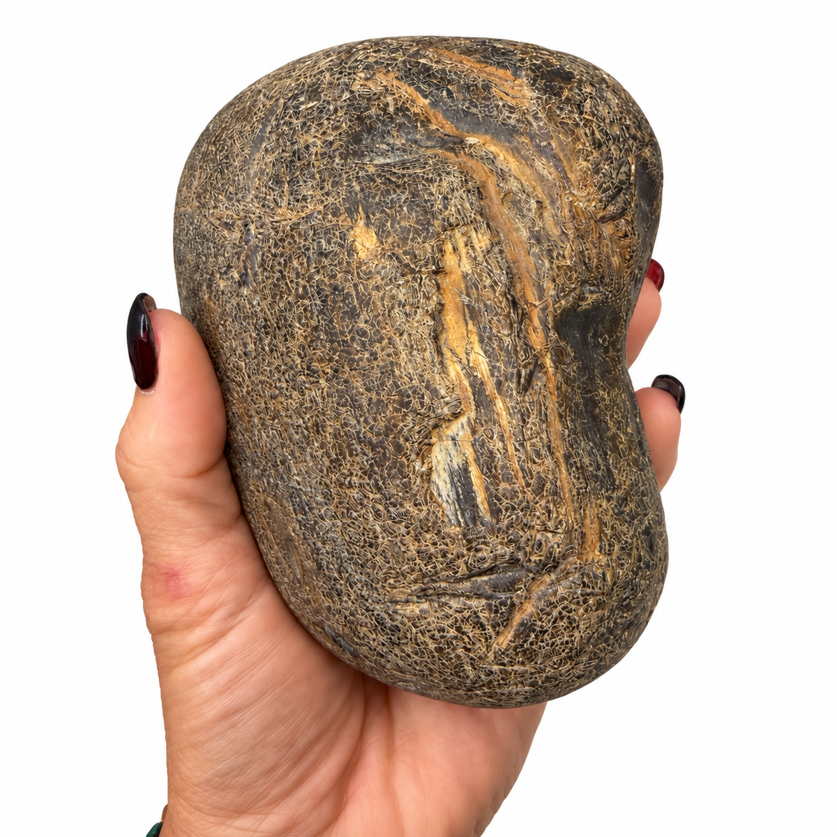 Montana petrified wood showing exposed fossil wood grain - Magick Souls