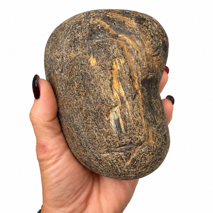 Montana petrified wood showing exposed fossil wood grain - Magick Souls