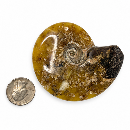 Polished golden ammonite fossil, alternate view - Magick Souls