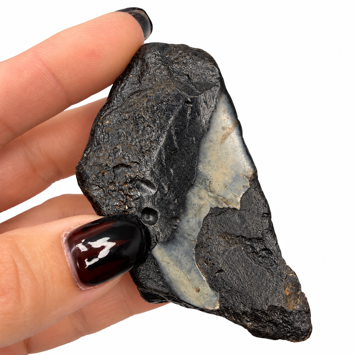 Megalodon tooth fossil close-up showing serrated enamel edge - Magick Souls