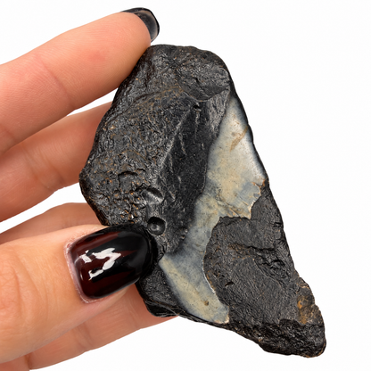 Megalodon tooth fossil close-up showing serrated enamel edge - Magick Souls