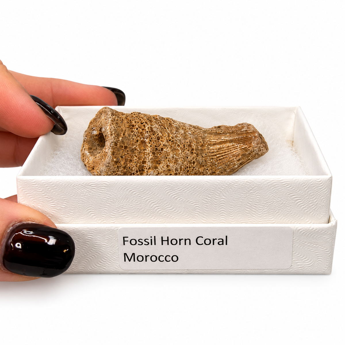 Devonian fossil horn coral specimen, alternate view - Magick Souls