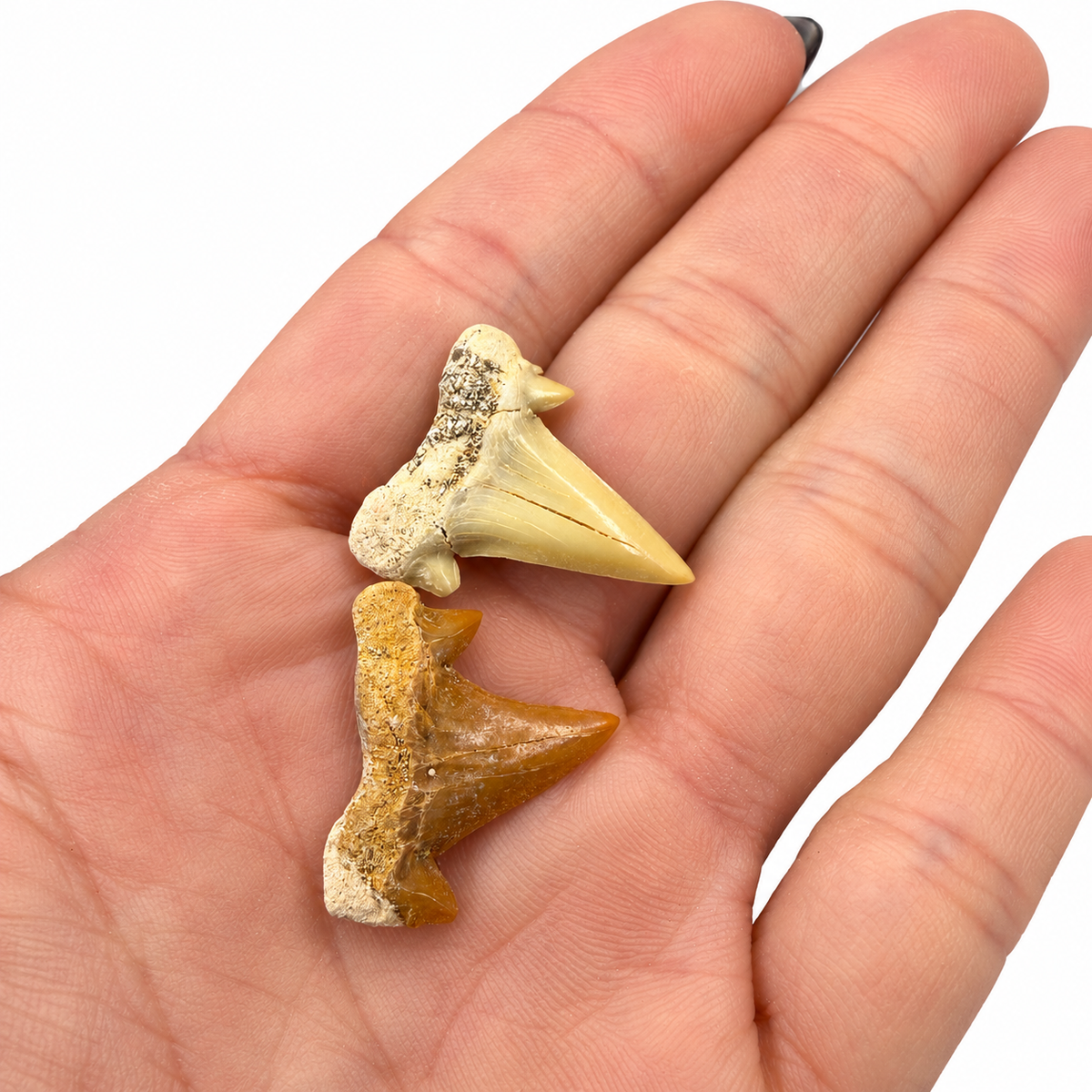 Fossil shark tooth close-up showing triangular crown and root - Magick Souls