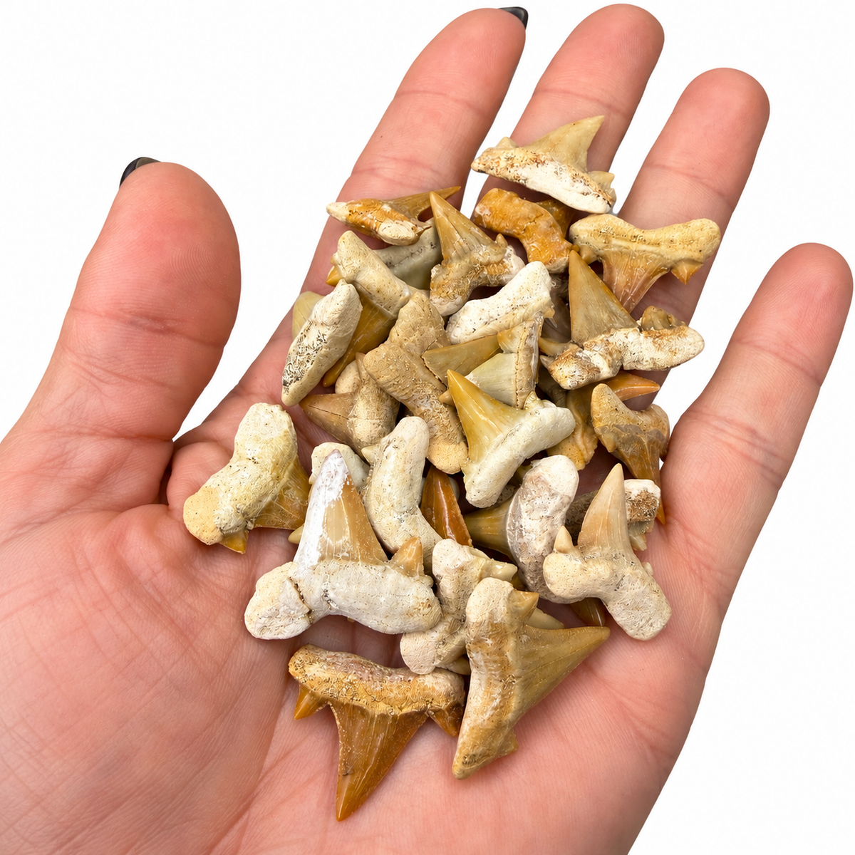 Ancient fossil shark teeth, natural honey to amber color - Magick Souls