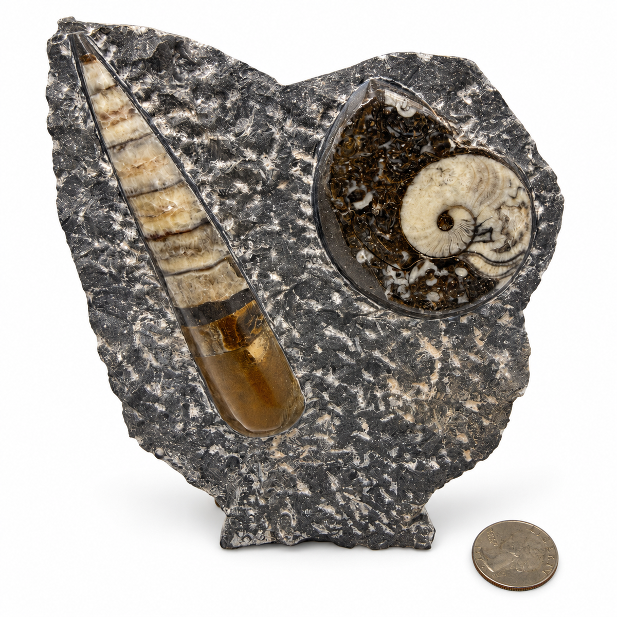 Orthoceras and ammonite fossil sculpture, freestanding Moroccan fossil display - Magick Souls