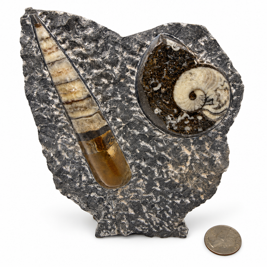Orthoceras and ammonite fossil sculpture, freestanding Moroccan fossil display - Magick Souls