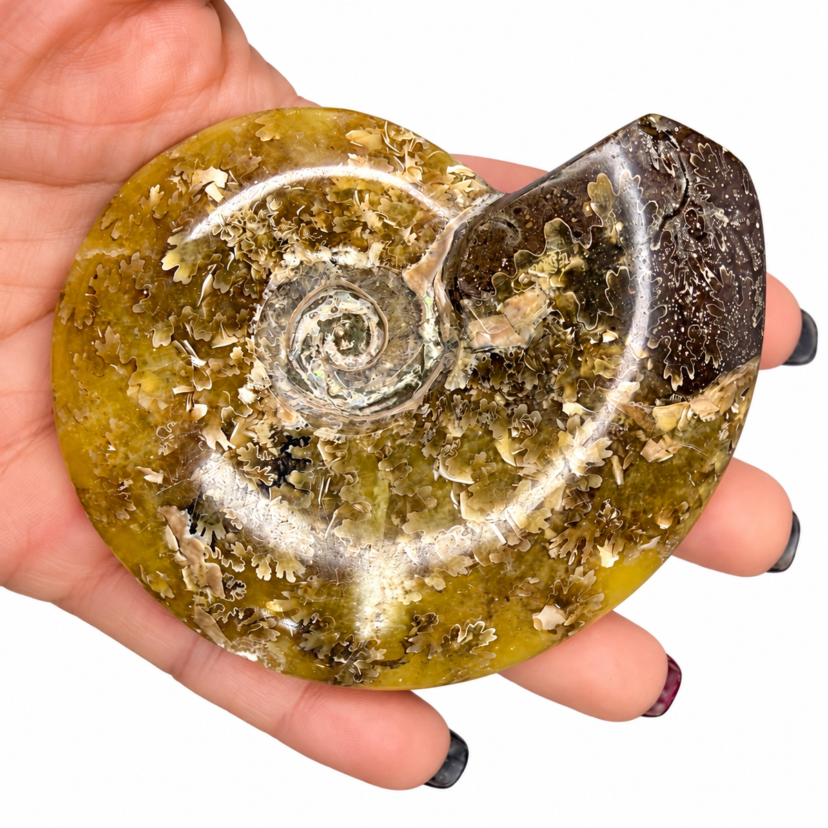 Ammonite fossil close-up showing fern-like sutures and pearly spiral center - Magick Souls