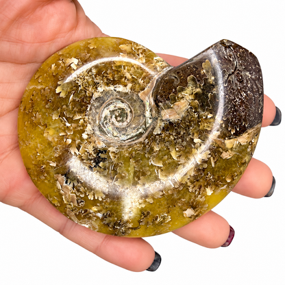 Ammonite fossil close-up showing fern-like sutures and pearly spiral center - Magick Souls