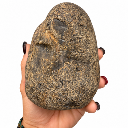 Natural unpolished petrified wood nodule, earthy brown and tan tones - Magick Souls