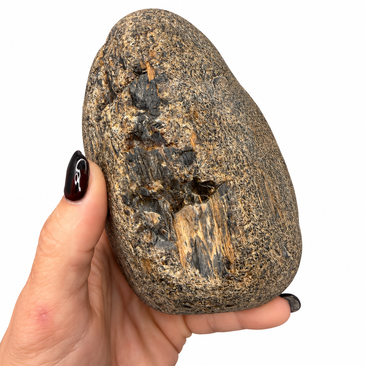 Montana petrified wood natural fossil specimen next to a quarter for scale - Magick Souls