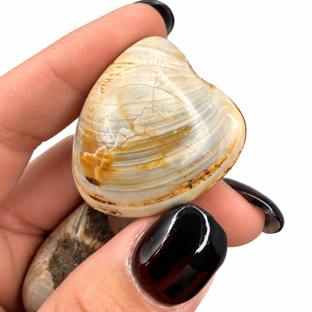 Polished fossil clam shells in cream, honey and brown next to a quarter for scale - Magick Souls