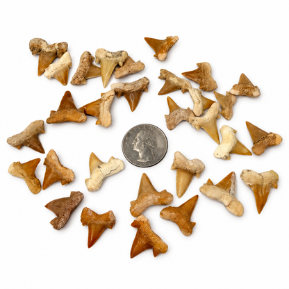 Genuine fossil shark teeth in cream and amber with roots and side cusps, shown in hand for scale - Magick Souls