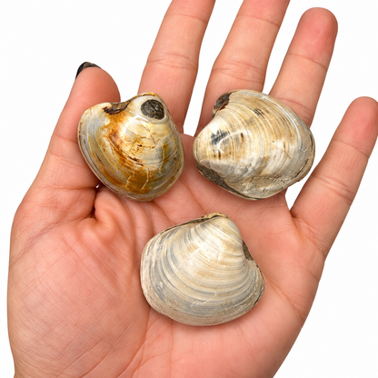 Fossil clam shell close-up showing natural growth bands - Magick Souls