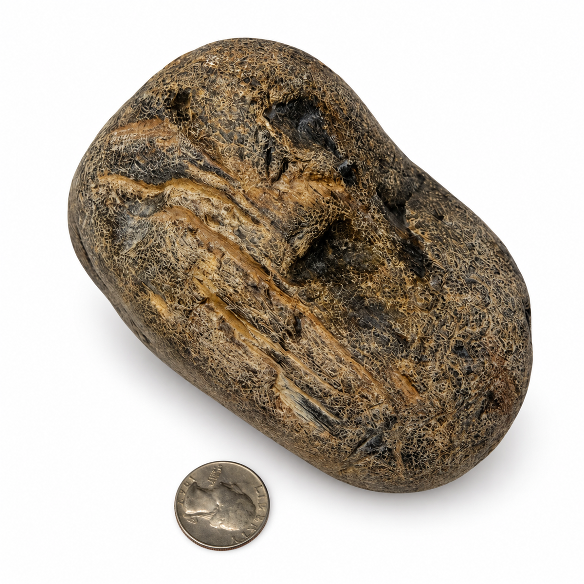 Close-up of petrified wood texture and mineralized wood structure - Magick Souls