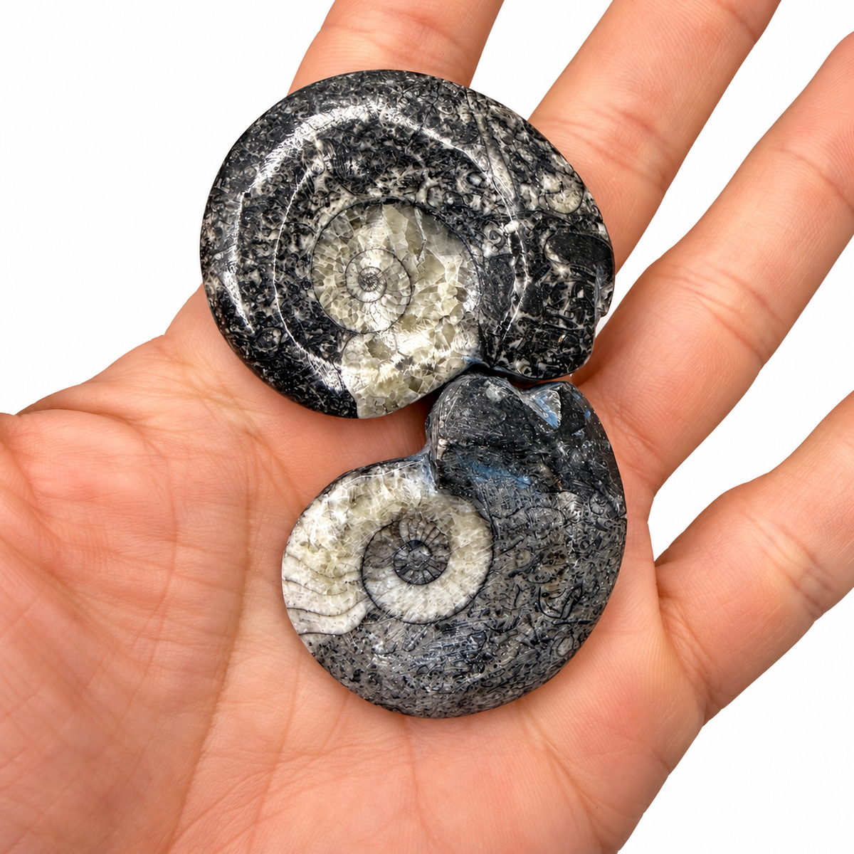Polished black goniatite ammonite fossils with white calcite spirals next to a quarter for scale - Magick Souls