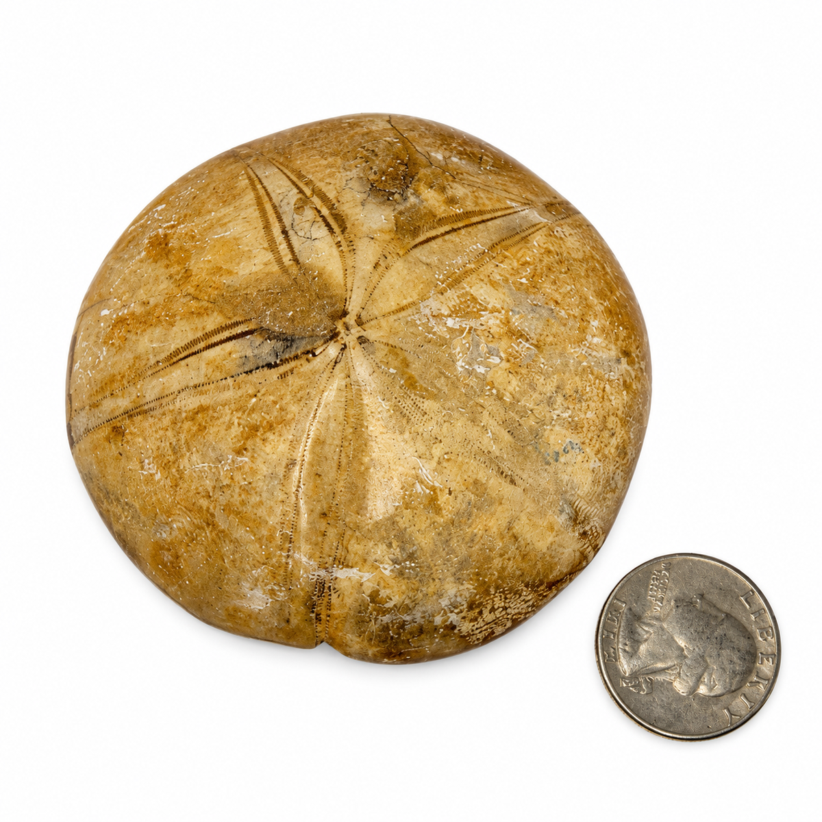 Golden tan polished fossil echinoid, alternate view - Magick Souls