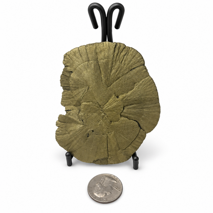 Natural pyrite dollar with deep radiating ridges - Magick Souls
