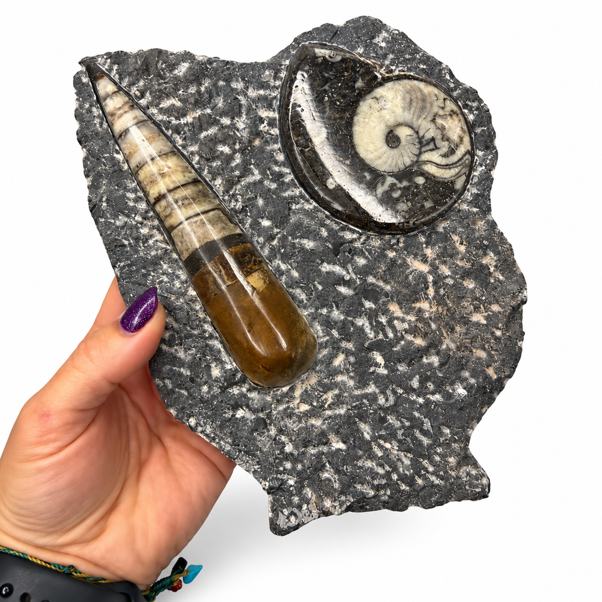 Polished orthoceras and ammonite fossils in black limestone matrix - Magick Souls