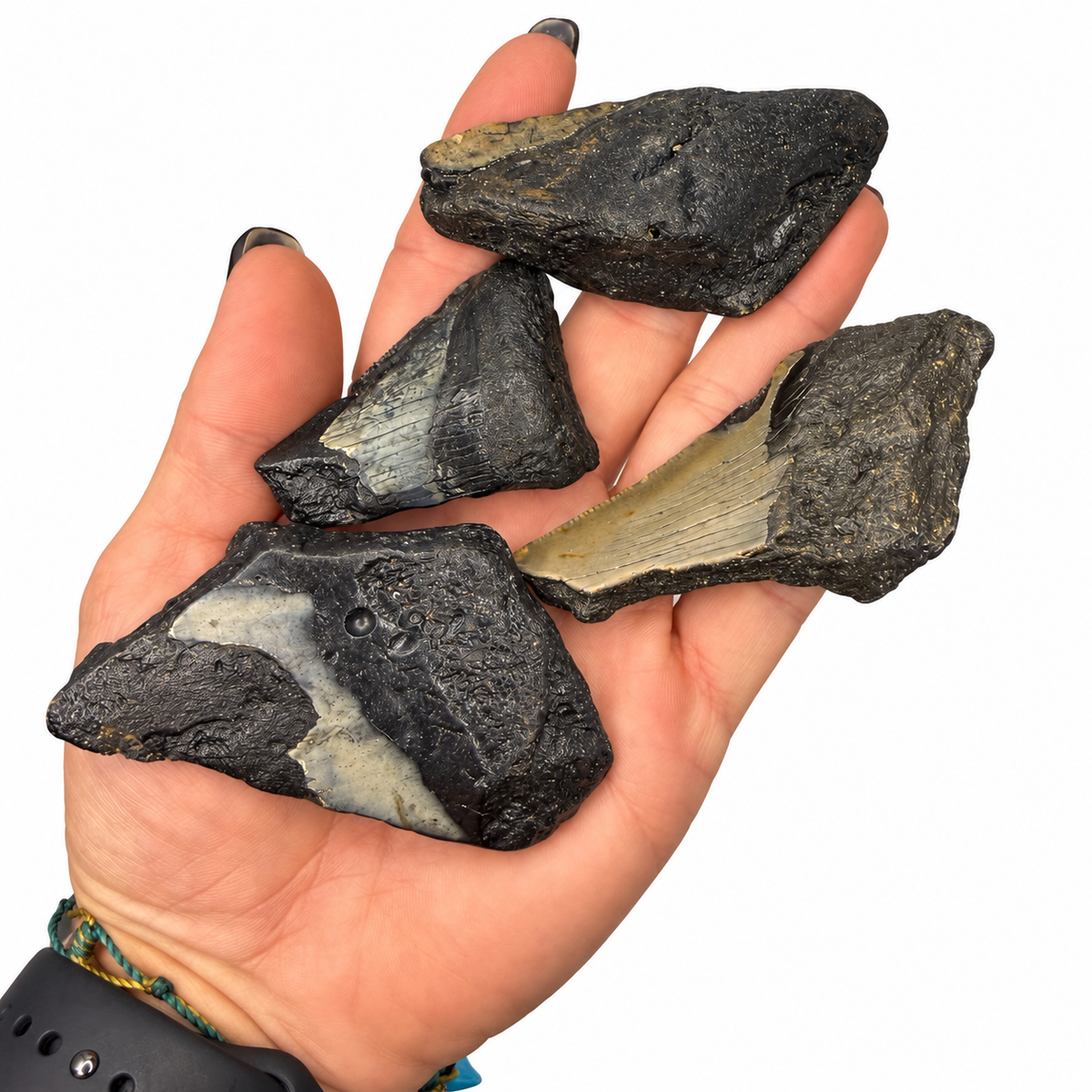 Genuine prehistoric megalodon tooth fragments - Magick Souls
